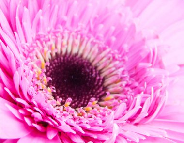 Kadife gibi, nemli yapraklar, parlak merkezler..