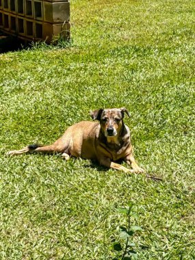 Sakin köpek güneşli bir günde çimlerin üzerinde uzanır. Pençeleri önde, sakin ve huzurlu görünür. 