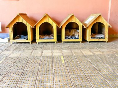 İçinde yumuşak bir bez olan ve güneş ve yağmurdan korunan sokak köpekleri için dört küçük ev.