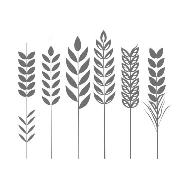 Vektör buğday kulakları kümesi.