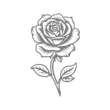 Vektör el çizimi. Gül çiçeği. Siyah gül.