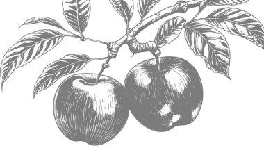 meyve siyah beyaz çizim vektörü.