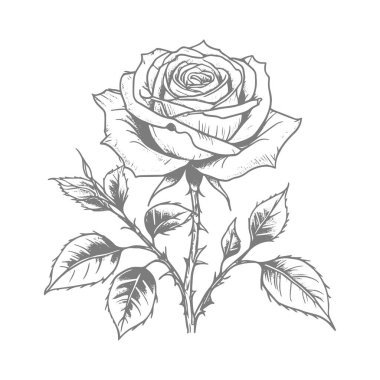 Gül çiçeği. Beyaz arkaplanda el çizimi vektör çizimi.