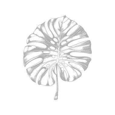 Tropik bir yaprağın vektör çizimi.