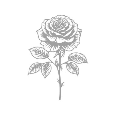 Yapraklı ve çiçekli vektör gül