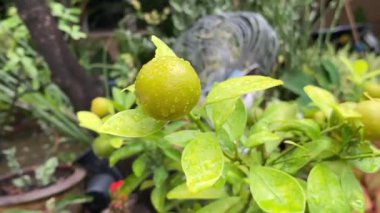 Güzel bir bahçede küçük bir portakal ağacı