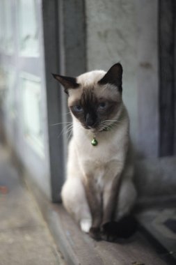 Açık renkli Siyam kedisi mavi gözlü