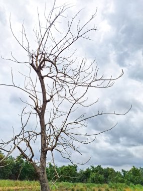 Yaprakları ve arka planda kuru dalları olan yakın plan bir ağaç görüntüsü.
