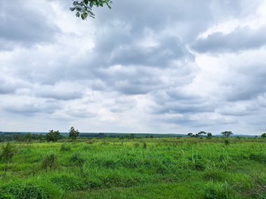 Güzel savana, yeşil çimenli ve bulutlu gökyüzü