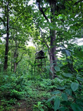 Ormandaki ağaç ev.