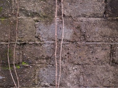 Sarmaşık ve sarmaşık yapraklı duvar