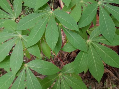 yeşil taro yaprakları arkaplan dokusu