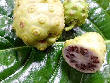 Yeşil yapraklı noni meyvesi