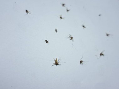 beyaz zemin üzerinde Sivrisinek