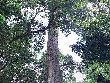 Büyük ağaç orman