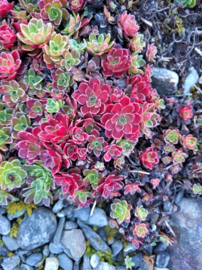 Aeonium Spathulatum variegated red in Norway clipart