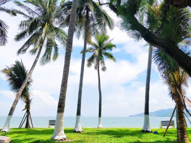 Deniz kenarında Asya palmiyeleri