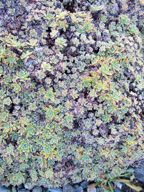 Hawaii portakal rengi günbatımı palmiye ağaçlarının arkasında ve Büyük Ada 'da bir otopark