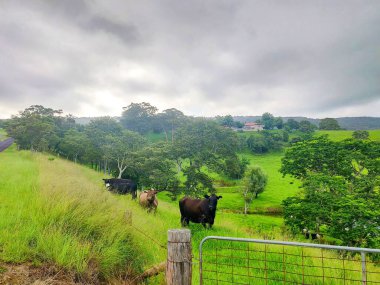 Sydney 'de bulutlu bir günde ineklerin otladığı yeşil çayır.