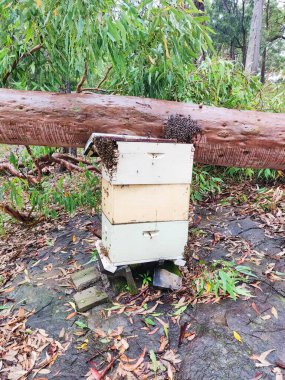 Sidney, Avustralya 'da fırtınadan sonra arı kovanına düşen sakız ağacının yakın çekimi.
