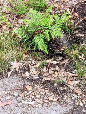 Avustralya, Newcastle 'da eğrelti otunun altında kısa gagalı bir ekidna (Takiglossus Aculeatus) kazıyor.