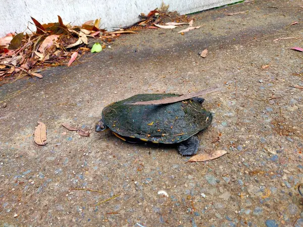 Sydney, NSW, Avustralya 'da beton bir yolda uzun boyunlu bir kaplumbağa.