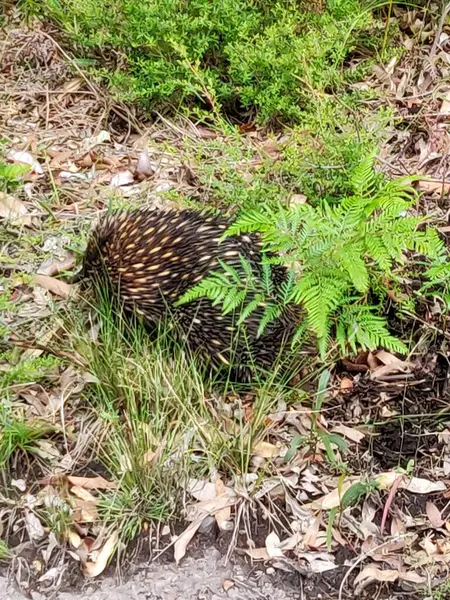 Avustralya, Newcastle 'da bir eğreltiotundan çıkan kısa gagalı bir ekidne (Taşiglossus Aculeatus)