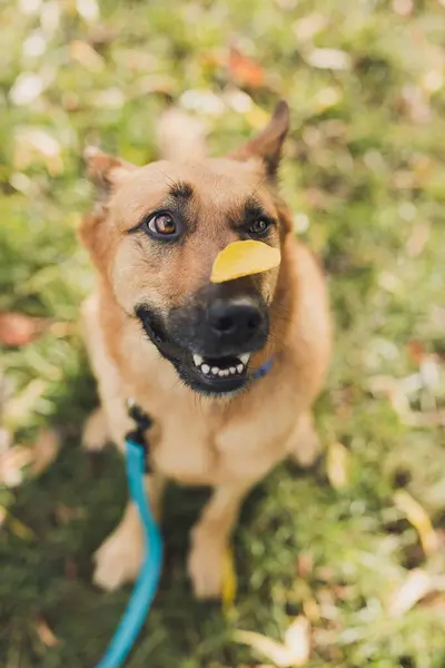 Burnunda yaprak olan kızıl köpek.