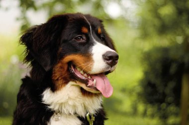 Bernese dağ köpeği portre