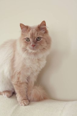 Kedi sakince bir kanepenin kenarında oturuyor.