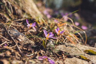 Dağlarda tomurcuklanan yaban örümceği (crocus sativus)