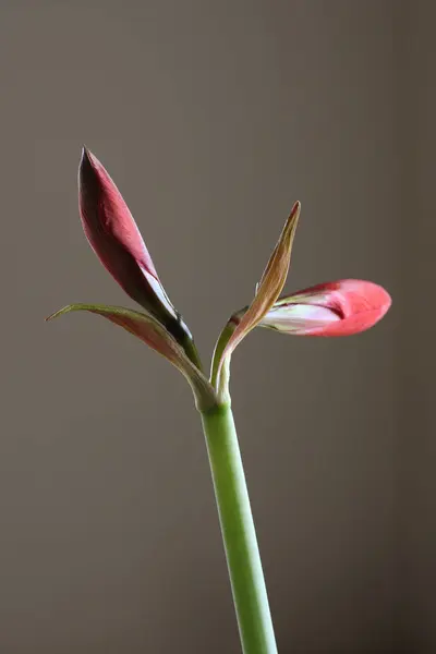 Kırmızı Amaryllis çiçek sapı