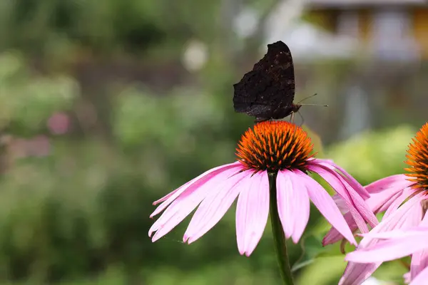 Kelebek kibarca koni çiçeğinin üzerinde dinleniyor.