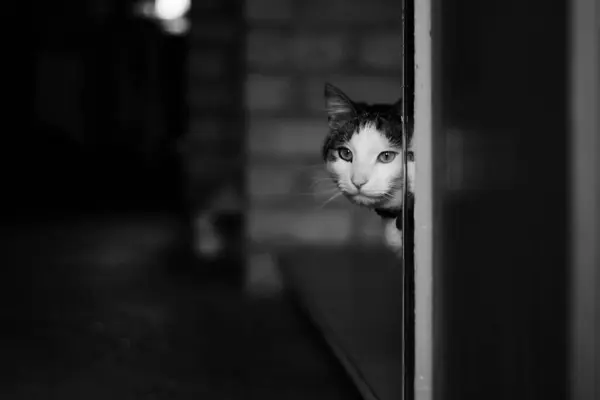 Kedi duvarın arkasında dikizliyor.