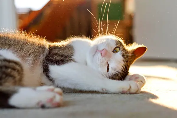 Kedi yerde yatıyor, sıcak güneş ışığıyla yıkanmış..