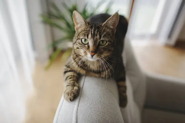 Kedi kanepede yatıyor ve doğrudan kameraya bakıyor.