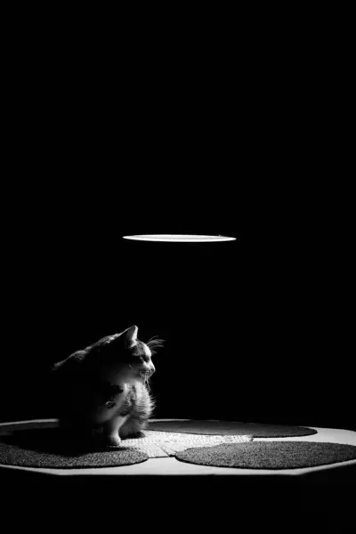 Kedi kolye lambasının altında masada oturuyor.