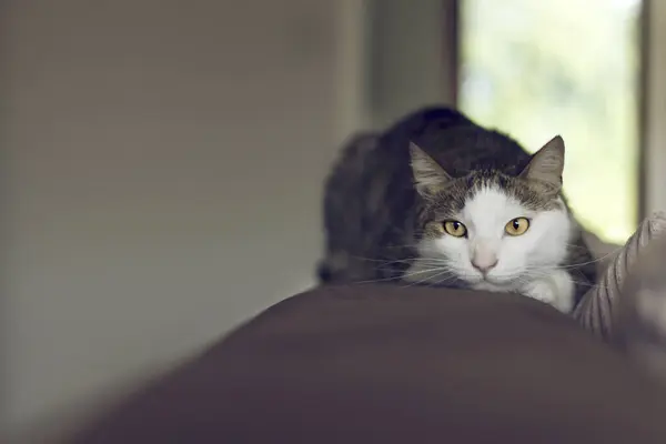 Kedi bir kanepenin kenarına bakıyor ve uzanıyor.