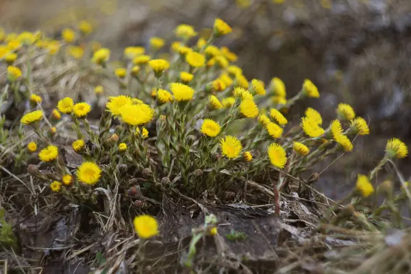 Baharın habercisi. Sarı kolaçan (Tussilago farfara))
