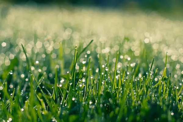 Doğal ışığın yumuşak parıltısında sabah saatlerinde yemyeşil çimlerin canlı görüntüsü.