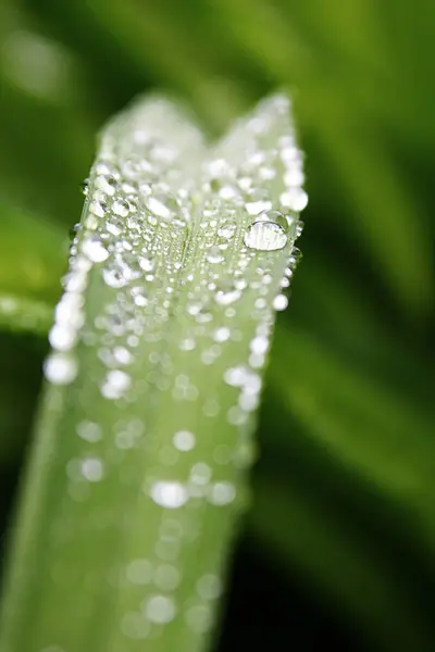 Sabah yeşil yaprağın üzerindeki çiy tanelerini kapat.