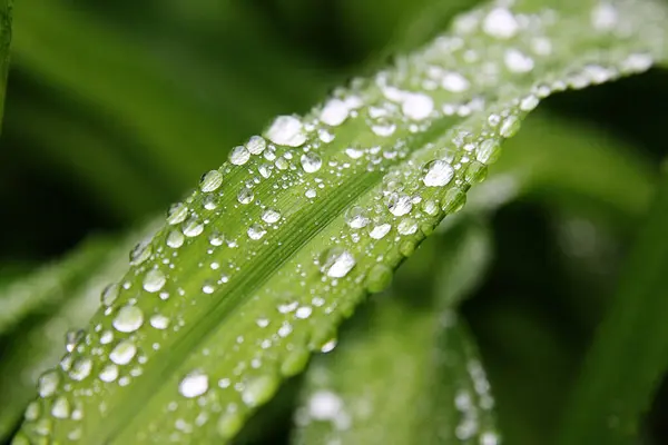 Sabah yeşil yaprağın üzerindeki çiy tanelerini kapat.