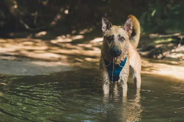 Kızıl köpek nehirde duruyor ve kameraya bakıyor.