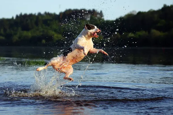 Mutlu köpek suya atlıyor.