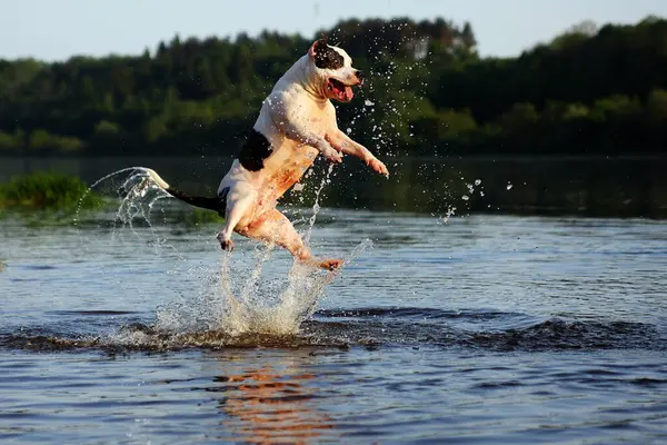 Mutlu köpek suya atlıyor.