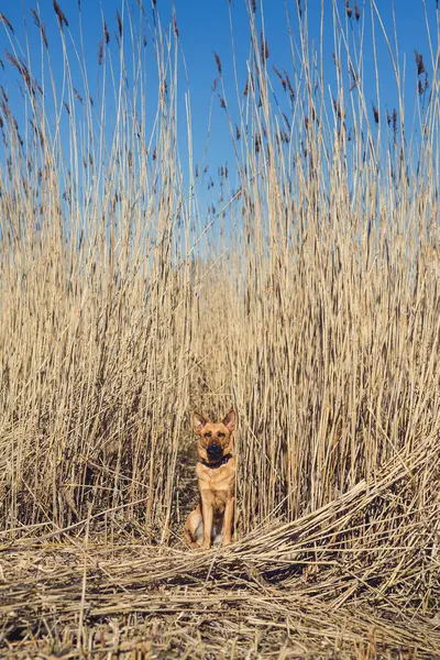 Kızıl köpek uzun bir sazlıkta oturuyor.