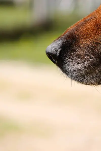 Bir Alman çobanın burnunun yakın plan görüntüsü.