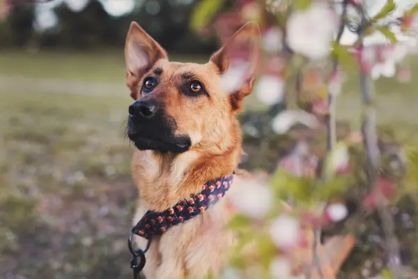 Kızıl köpek kiraz ağacının arkasında oturuyor.