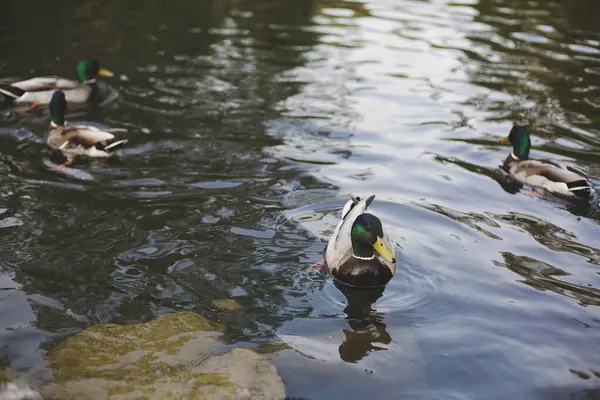 Dört ördek suda kürek çekiyor.