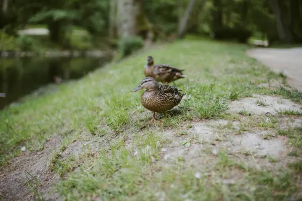 İki dişi ördek yeşil çimenli sahilde yürüyor